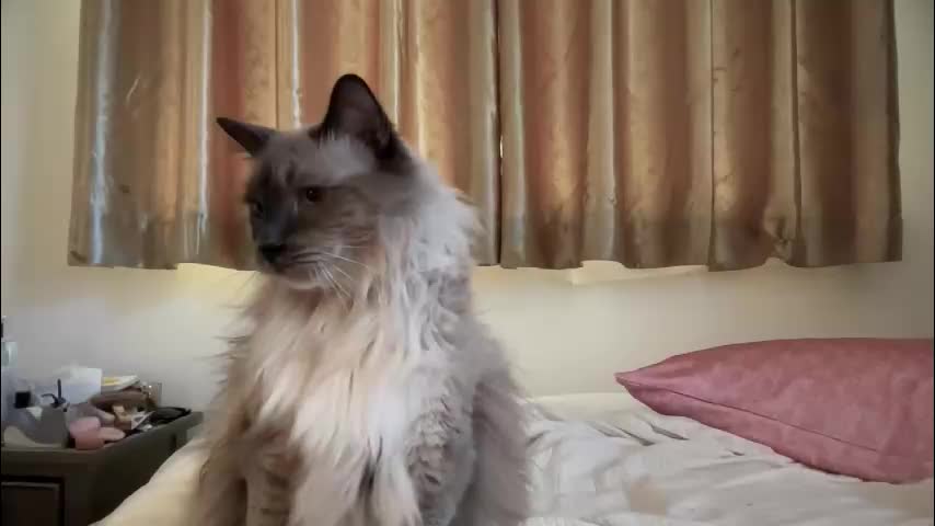 _chelsea___ Adult Chat December 3, 2025