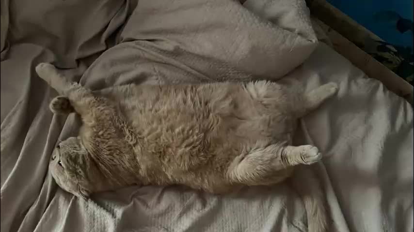 m_vikki Adult Chat December 4, 2025