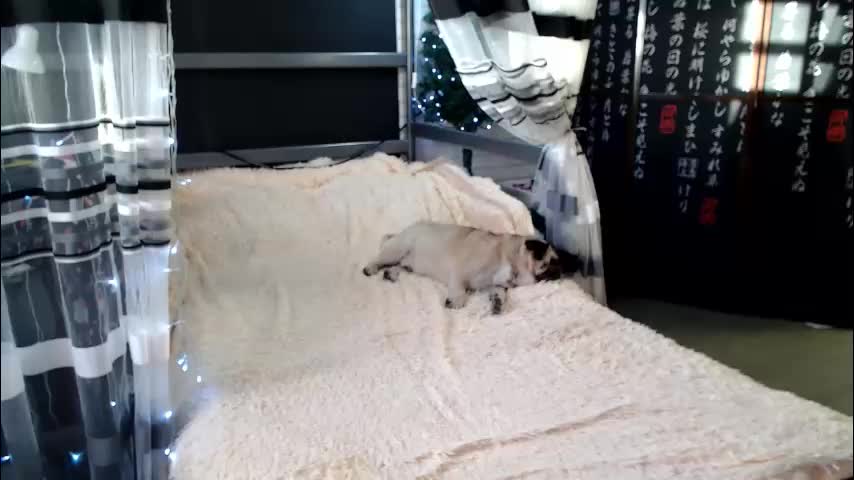 lollifox_1 Adult Chat December 12, 2025