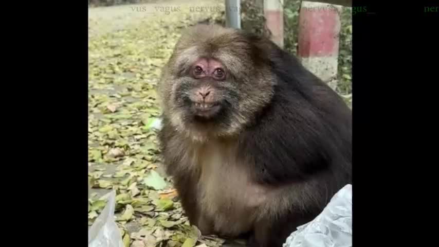 nervus_vagus Adult Chat December 14, 2025