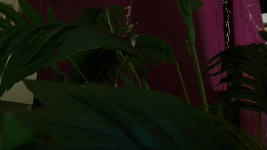 imcarrieberry Adult Chat December 14, 2025