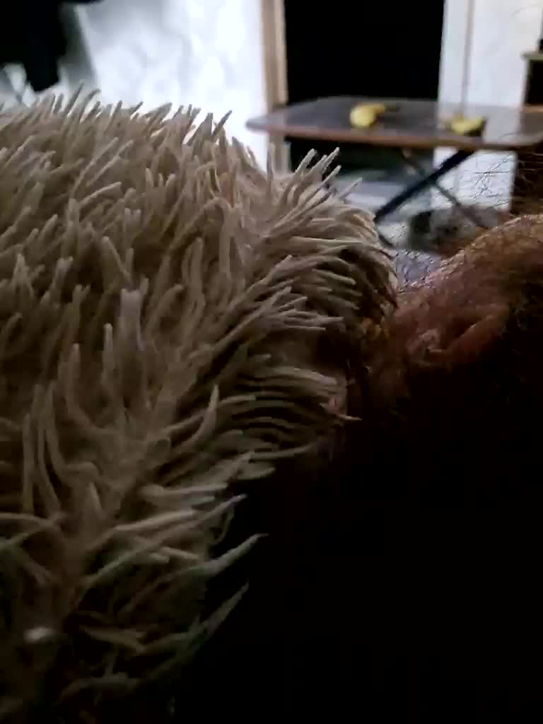 Para222a Adult Chat December 21, 2025