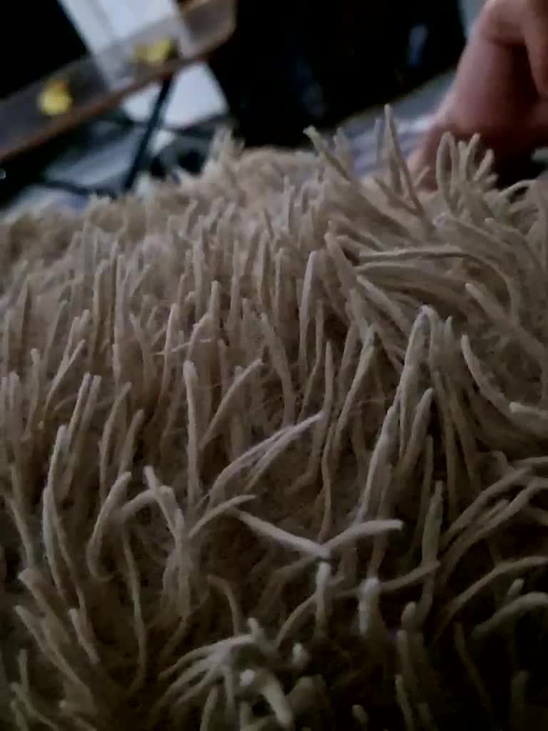 Para222a Adult Chat December 21, 2025