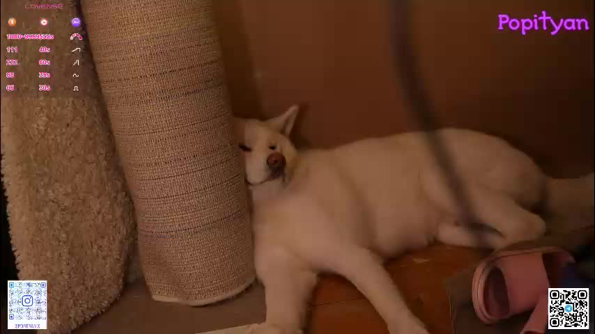 popityan Adult Chat December 26, 2025