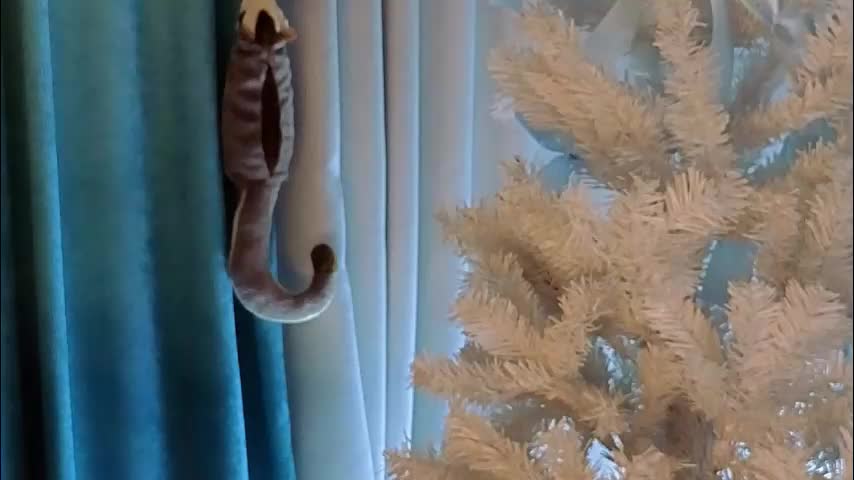 jolyndeb Adult Chat December 30, 2025