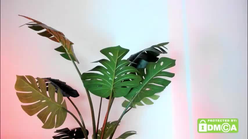 ashllovee_ Adult Chat January 12, 2026