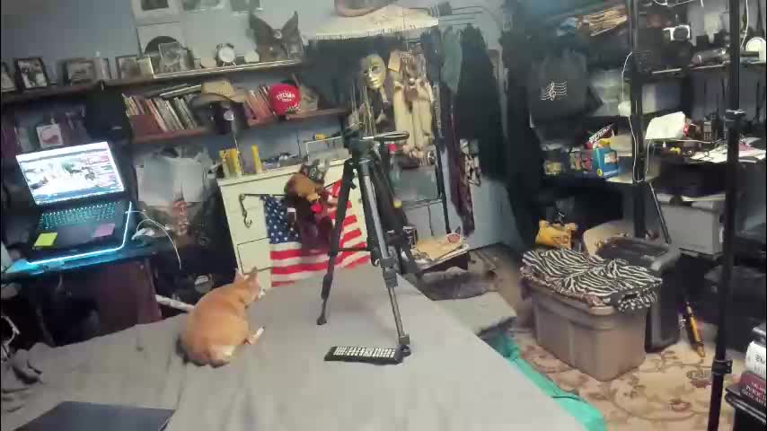 pink_black Adult Chat January 17, 2026