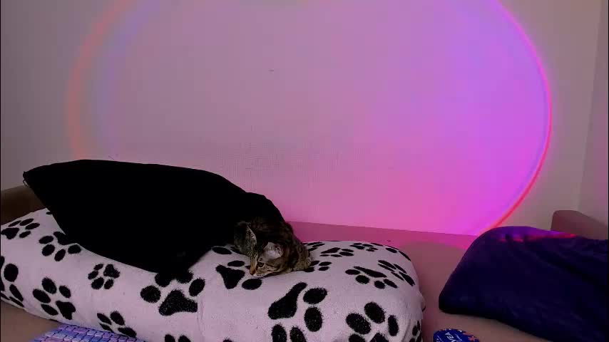 ladytrep Adult Chat January 18, 2026