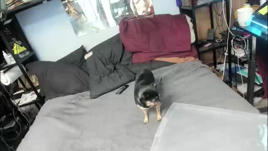 pink_black Adult Chat January 21, 2026