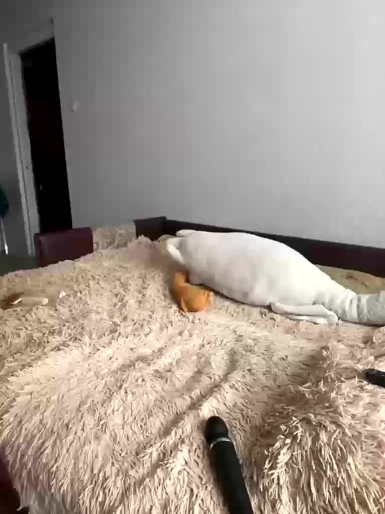 Xyligana Adult Chat January 22, 2026