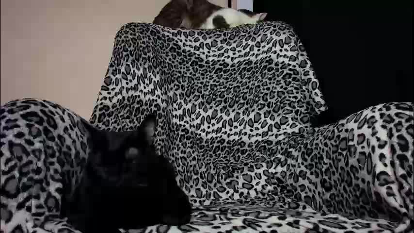 missslola Adult Chat January 28, 2026