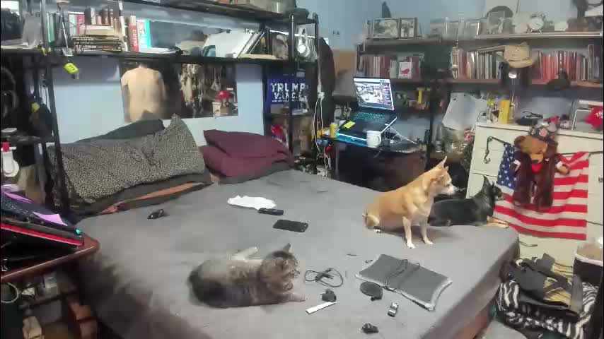 pink_black Adult Chat January 29, 2026