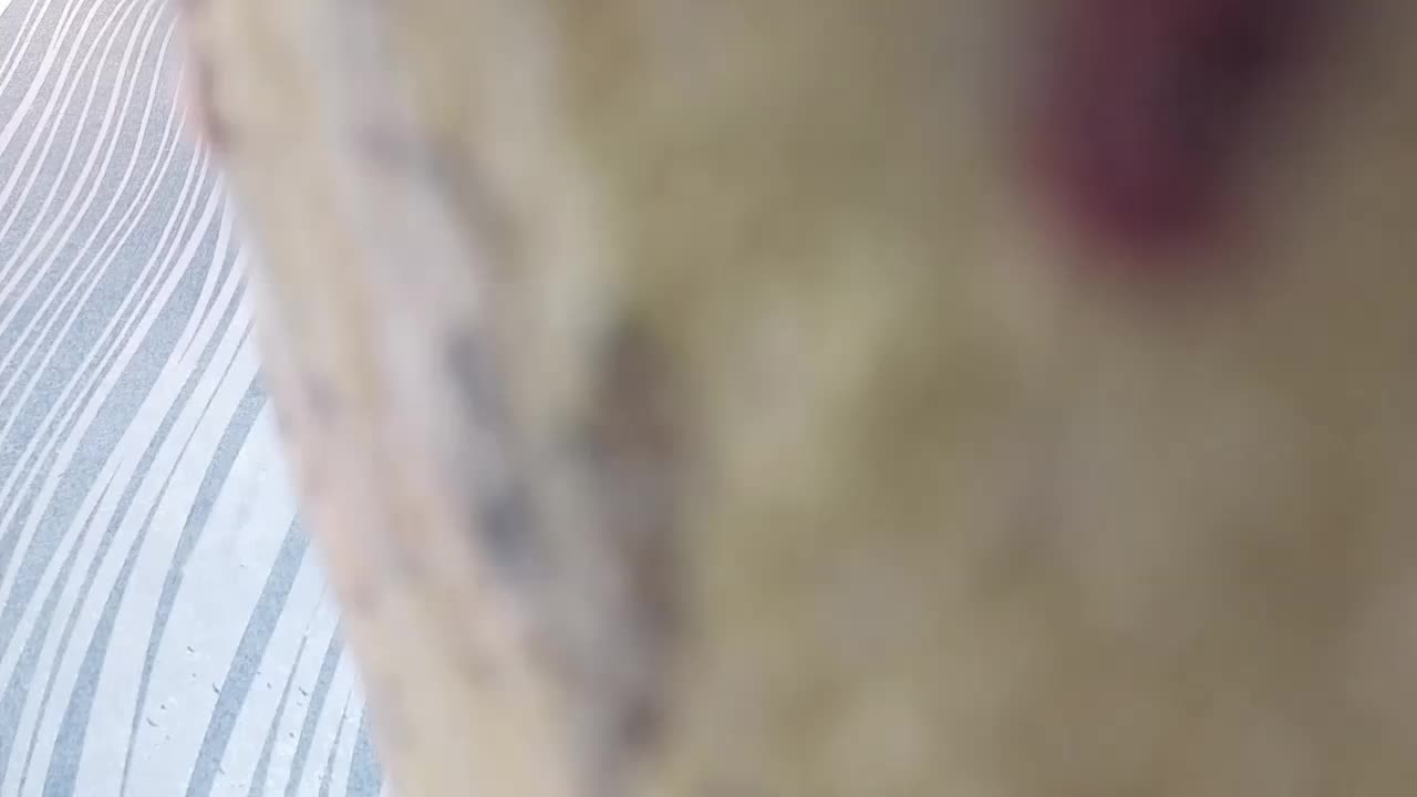 BlondieGirl Adult Chat January 29, 2026