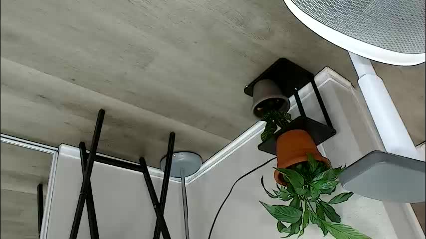 sheilyn_smith Adult Chat February 2, 2026