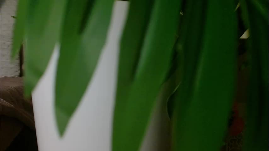 imcarrieberry Adult Chat February 3, 2026