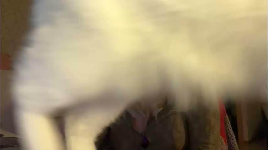 fairydreams_ Adult Chat February 5, 2026