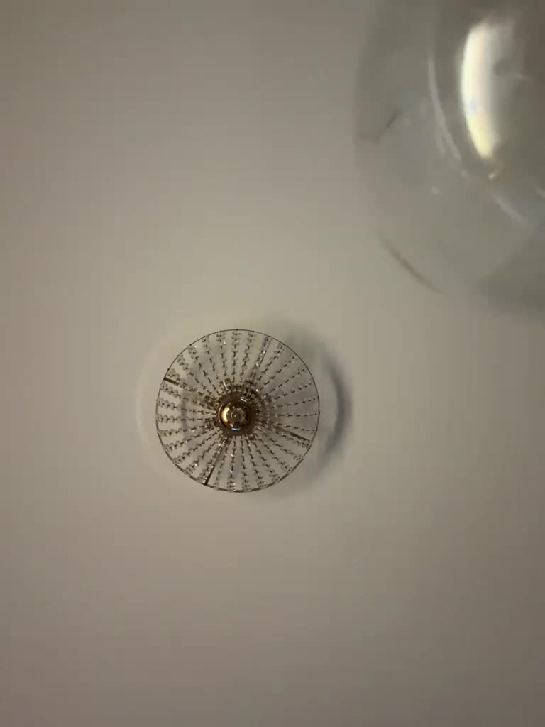 seilyfox Adult Chat February 7, 2026