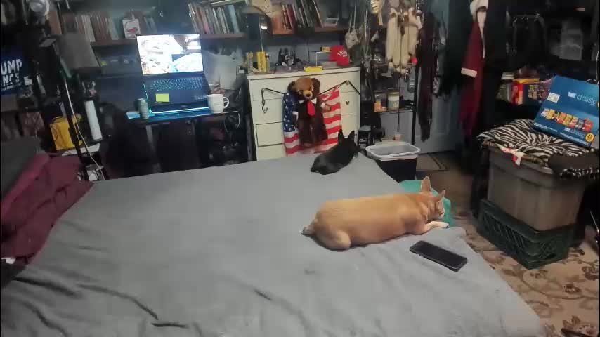 pink_black Adult Chat February 7, 2026