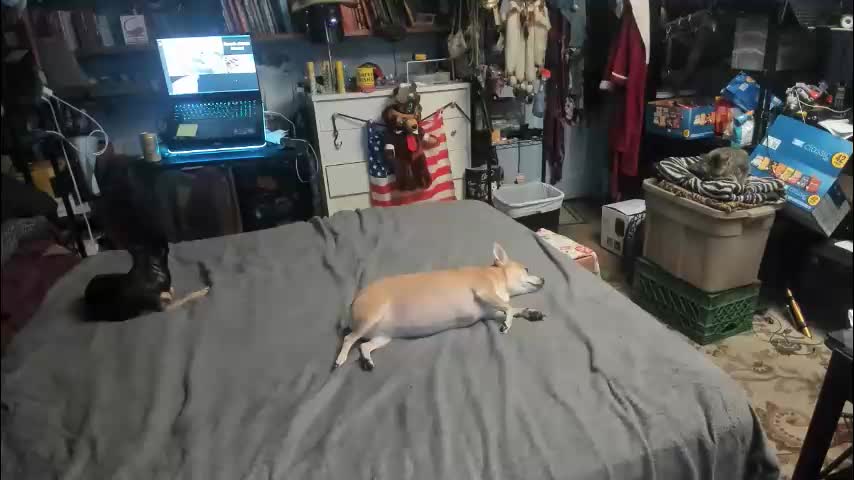 pink_black Adult Chat February 16, 2026