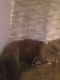 CerdAyaz Adult Chat February 21, 2026