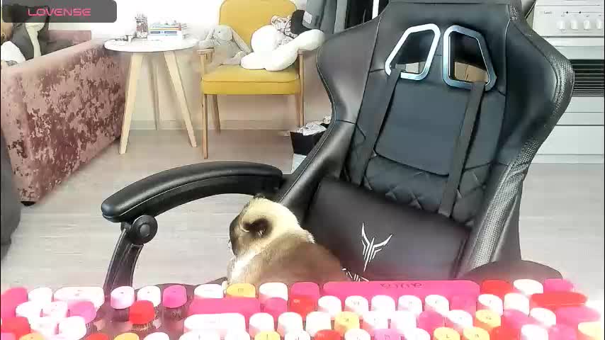 _feralberry__ Adult Chat March 1, 2026