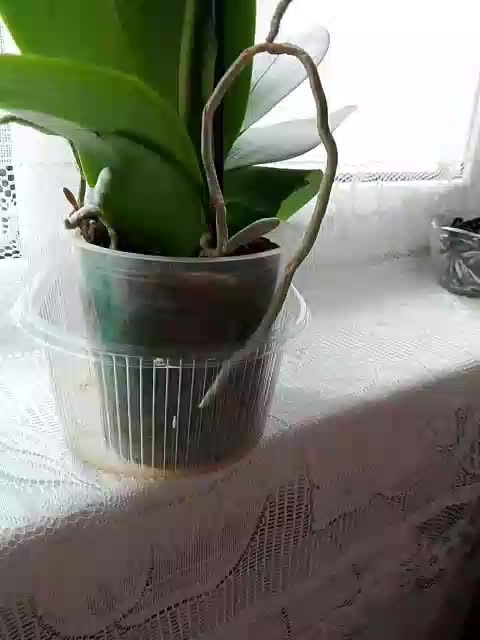 Neznakomka44 Adult Chat March 1, 2026