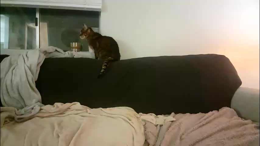 goddessmayvn Adult Chat March 3, 2026