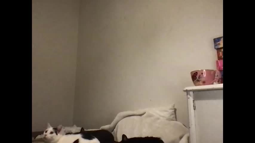 redfoxofficial Adult Chat March 4, 2026