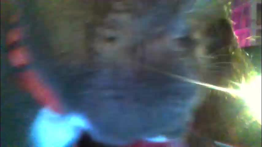 siofra Adult Chat March 9, 2026