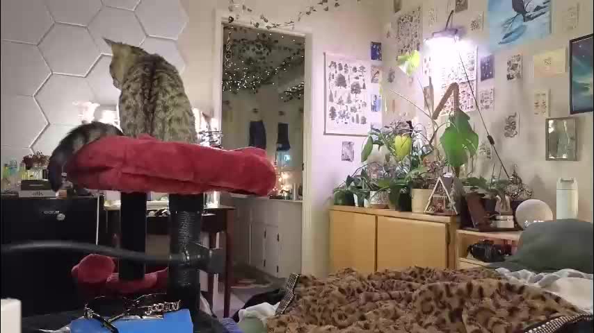 tatumwest0 Adult Chat March 16, 2026