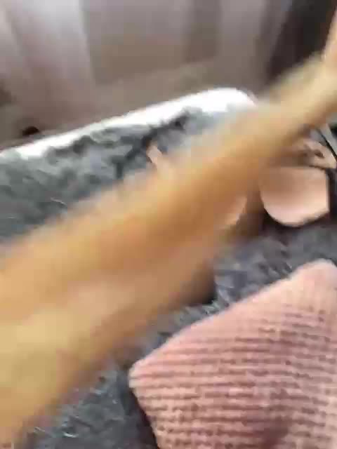 SEXPantera Adult Chat March 18, 2026