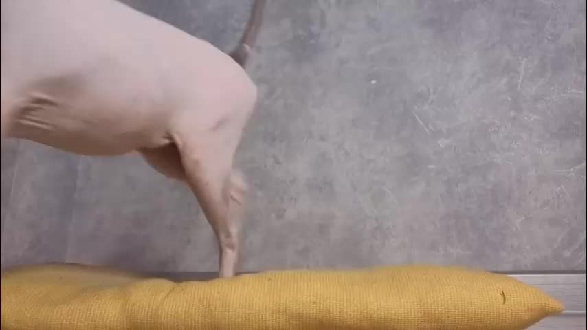 juliebeshears Adult Chat March 21, 2026