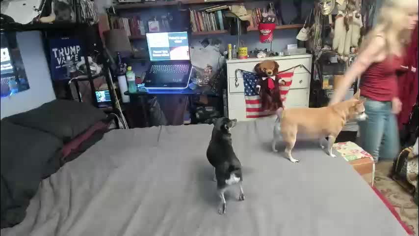 pink_black Adult Chat March 31, 2026