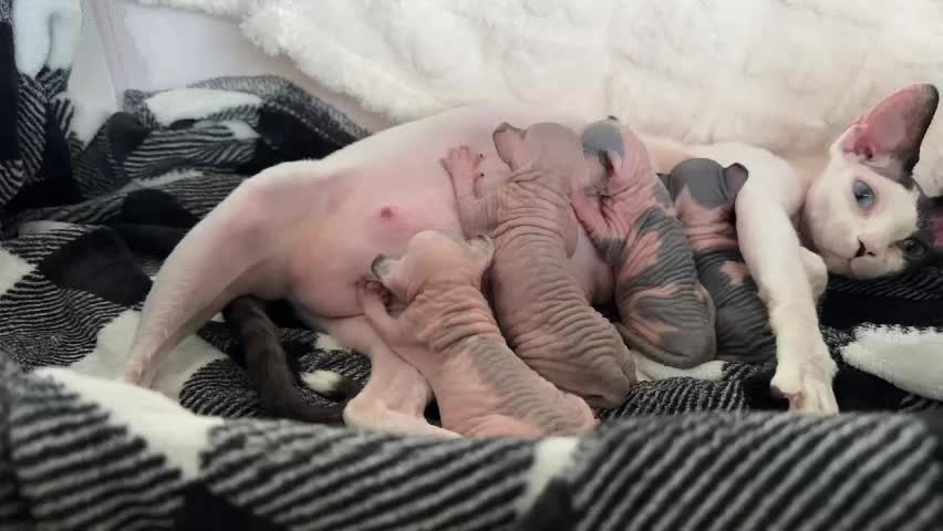 graciemae_baexx Adult Chat April 4, 2026