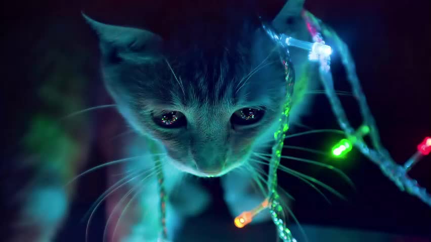 ponzothc Adult Chat April 22, 2026