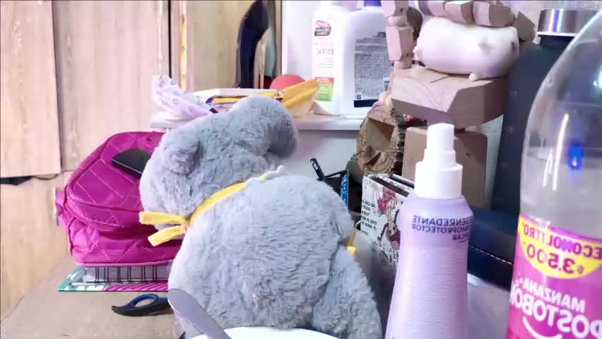 _sofivalentinaa Adult Chat April 26, 2026