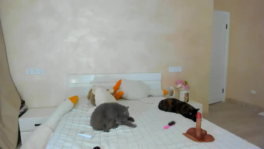 musemelody Adult Chat May 5, 2026