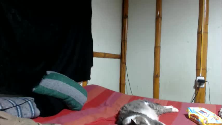 miahells Adult Chat June 11, 2026